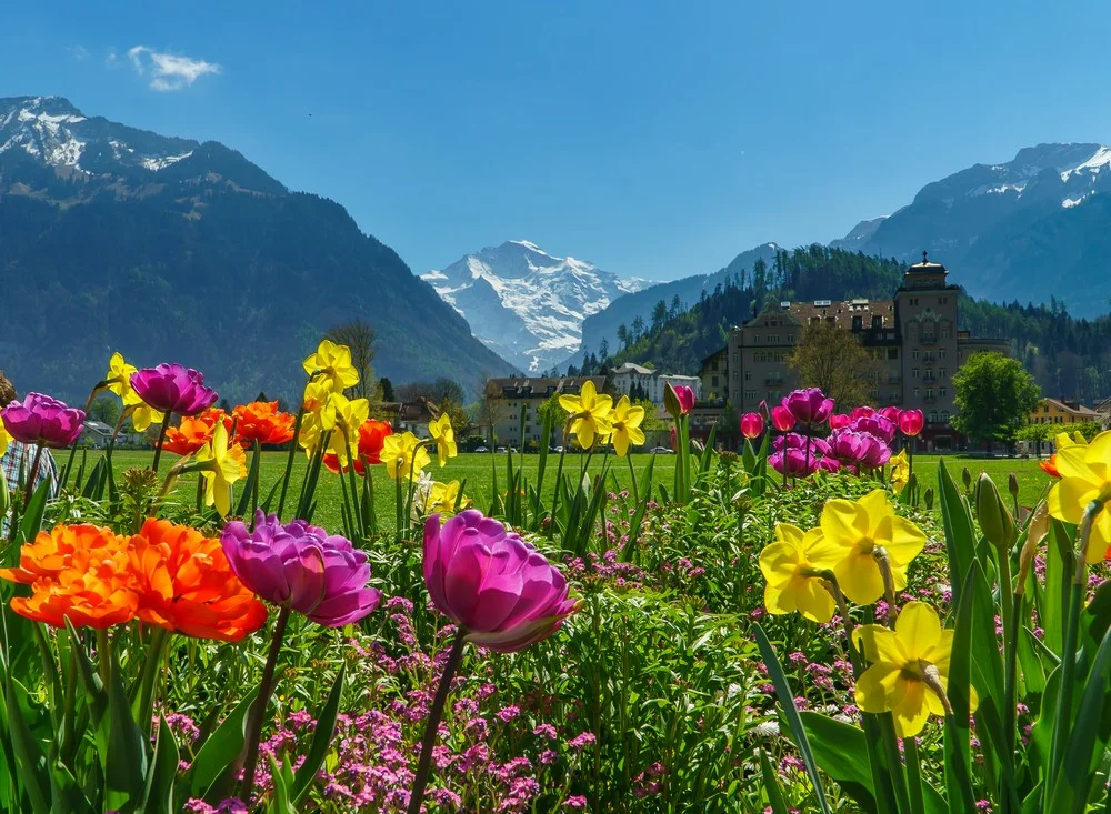 Alpeby ved foden af snedækkede bjerge med forårsblomster i forgrunden
